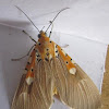Specious Tiger Moth