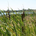 Wild Edibles of Wolcott Mill Metropark!