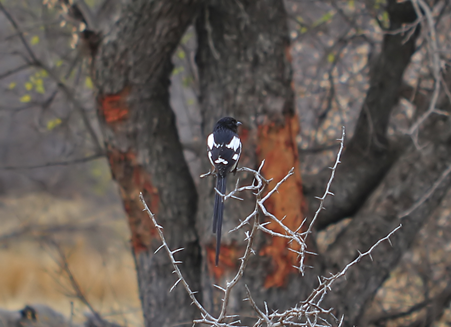 Magpie shrike, Long-tailed shrike