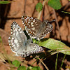 Orcus checkered skipper