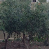 Olive tree (Zaytoon)