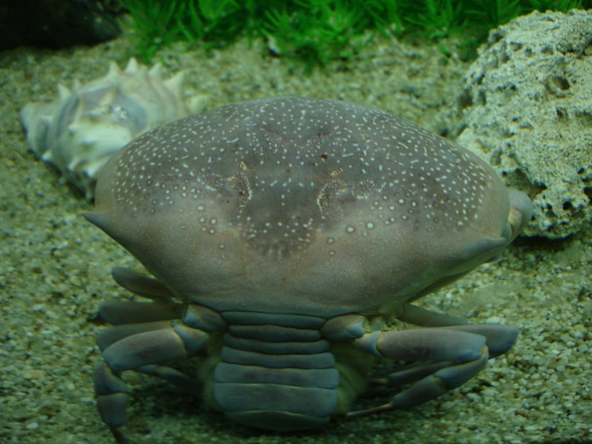 Cangrejo Ermitaño Gigante - Hermit Crab