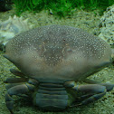 Cangrejo Ermitaño Gigante - Hermit Crab