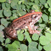 Common paddy field Frog