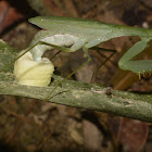 Praying Mantis laying Eggs