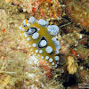 Ocellated Nudibranch