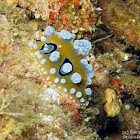 Ocellated Nudibranch