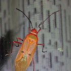 Cotton Stainer Bug