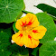 Garden Nasturtium, Indian cress, Monks cress