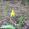 Yellow Avalanche Lily