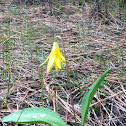 Yellow Avalanche Lily