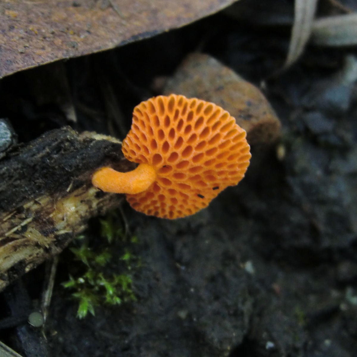 Orange pore fungus
