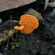 Orange pore fungus