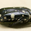White Spotted Fruit Chafer