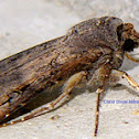 Black Cutworm Moth
