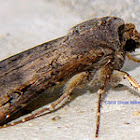 Black Cutworm Moth