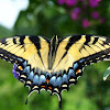 Eastern Tiger Swallowtail (Female, yellow morph)