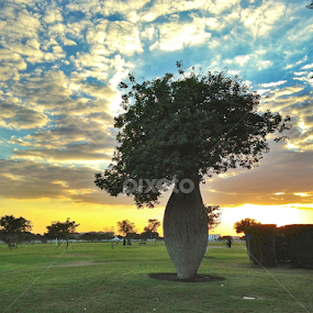 Boab tree at Aspire park by Nashira Usef - Instagram & Mobile iPhone