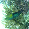 Yellowhead wrasse