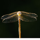 Red-veined Darter, Dragonfly