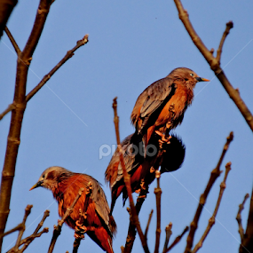 Brahminy Starling by Ratnajit Choudhury - Animals Birds