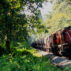 The Iron Snake through the Jungle by Suvajit Malik - Transportation Trains