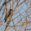 Ladder-backed Woodpecker