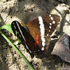 Banded Peacock or Fatima