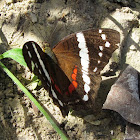 Banded Peacock or Fatima