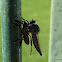 Robber fly with prey