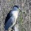 Black-crowned night heron