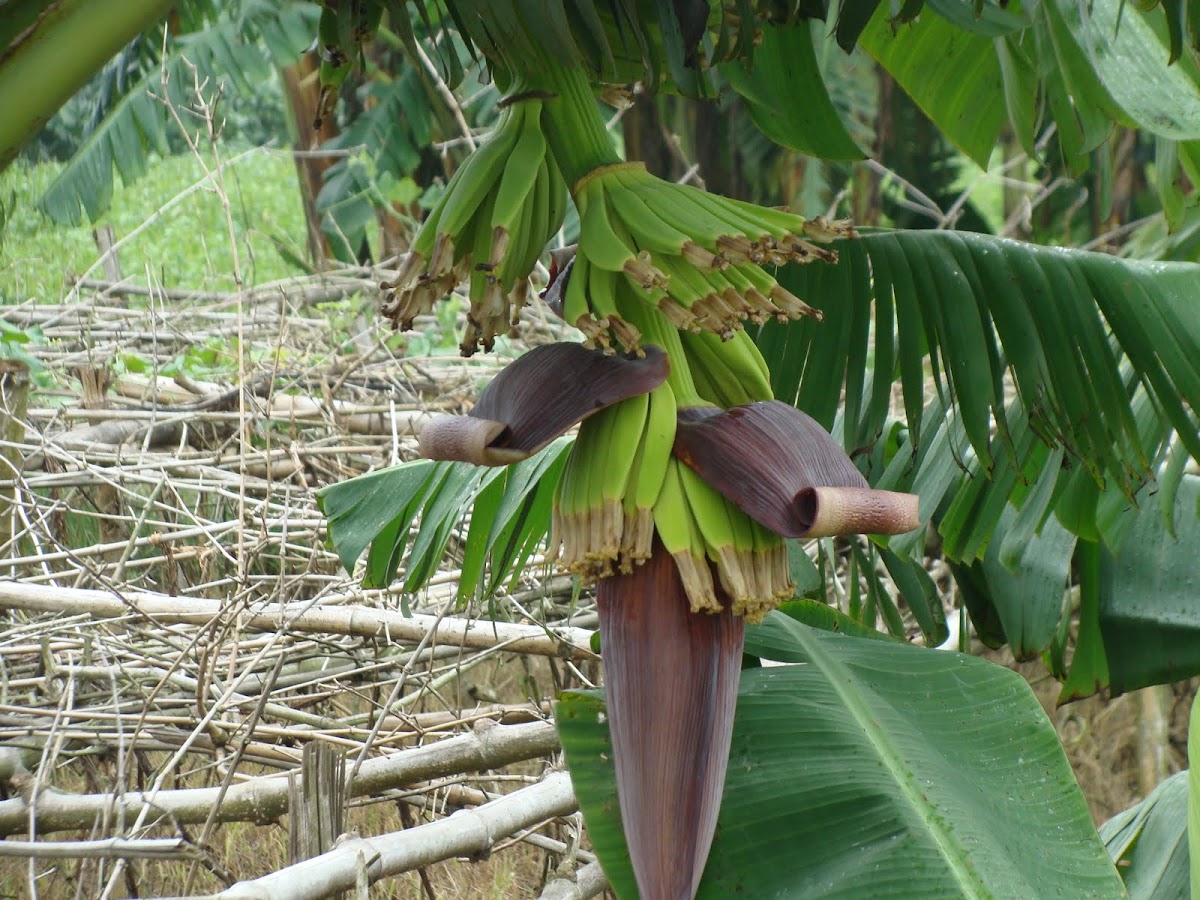 Banana flower(2nd step) Project Noah
