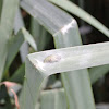 Butterfly chrysalis