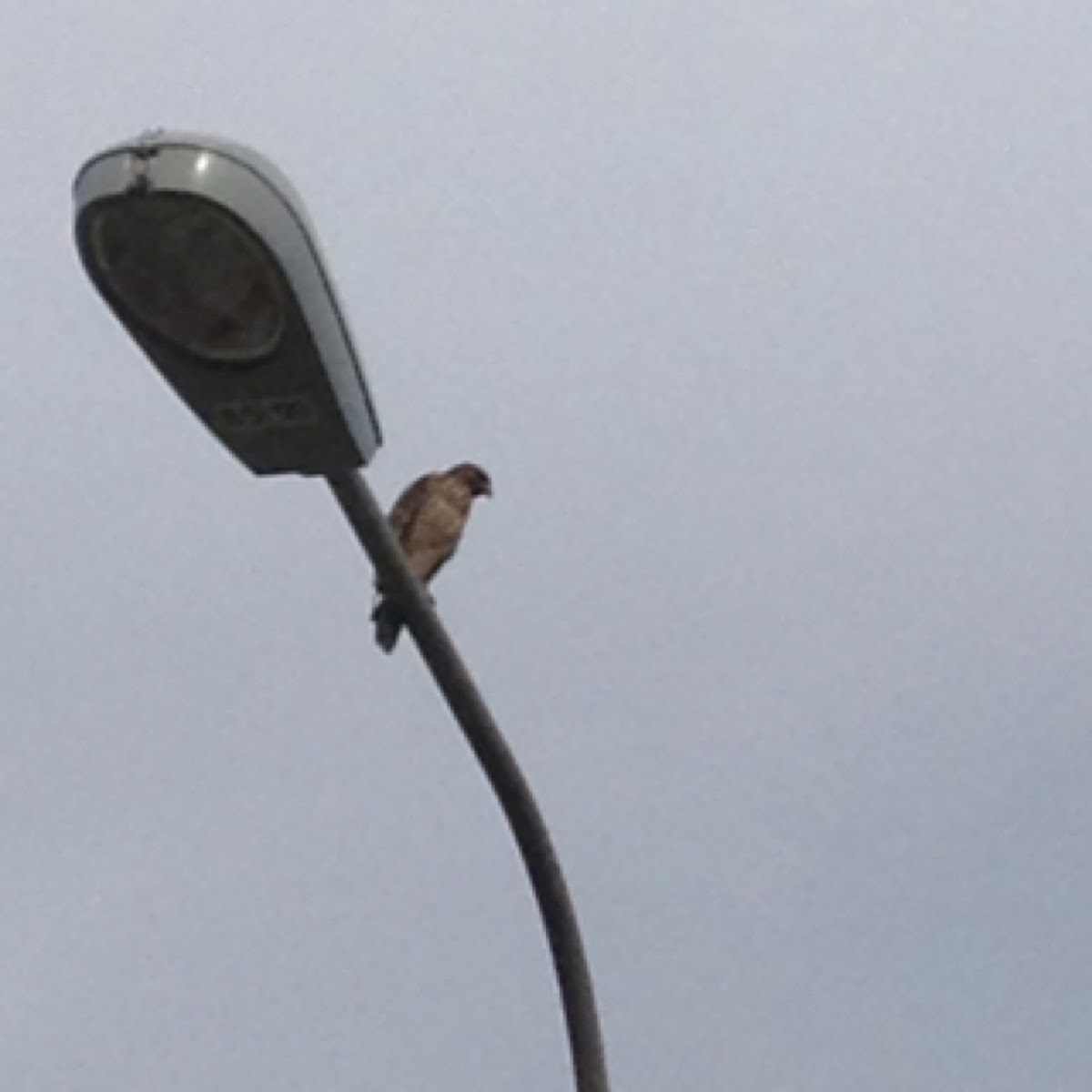 Red Shouldered Hawk