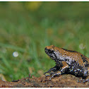 Triangular spotted frog