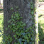 Common ivy