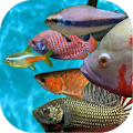 Ancient Fish Pack Apk