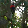 Rainbow Lorikeet