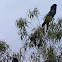 Red Tail Black Cockatoo