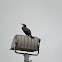 Great Cormorant