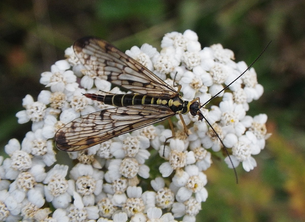 German scorpionfly