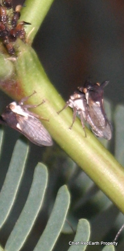 treehopper