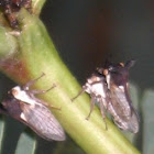 treehopper