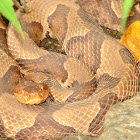 Northern Copperhead