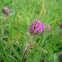 Trébol rojo. Red clover