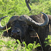 African Buffalo/Cape Buffalo