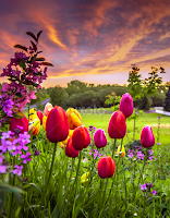 The Colors of Spring by Gary Hanson - Flowers Flower Gardens