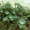Green Mermaid's Wine Glass Algae