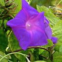 Oceanblue Morning-glory