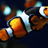Orange Clown Fish
